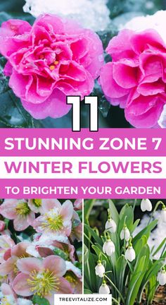 pink flowers with text that reads 11 stunning zone 7 winter flowers to brighten your garden