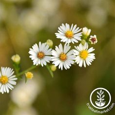 some white flowers with yellow centers in the middle and blurry backround behind them