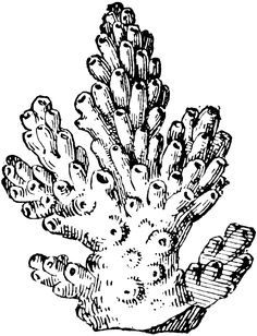 an image of a plant that is growing out of the ground, vintage line drawing or engraving illustration