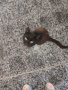 a black cat sitting on top of a tiled floor next to someone's feet