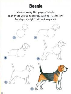 how to draw a beagle dog step by step instructions for beginners and professionals