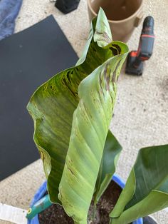 a large green plant in a blue pot on the ground next to a pair of scissors