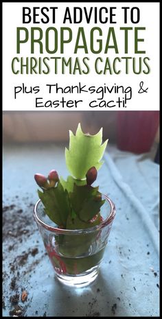 Succulents Christmas, Cactus Propagation, Cactus Leaves, Blooming Succulents