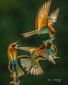 three colorful birds flying in the air with their beaks open and wings spread out