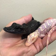 a person holding two small lizards in their hands