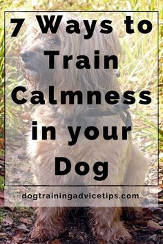 a dog sitting in the grass with text overlay that reads 7 ways to train calmness in your dog