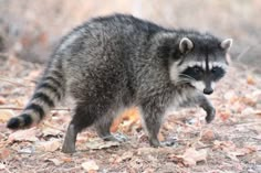 a raccoon is walking through the leaves on the ground