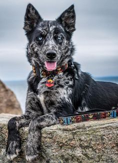 a black and white dog laying on top of a rock next to the ocean with his tongue hanging out