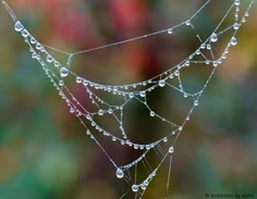 drops of water hanging from the side of a spider web