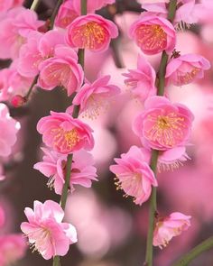 pink flowers are blooming in the garden