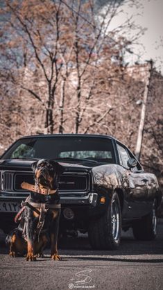 a black and brown dog sitting next to a car on the street with trees in the background