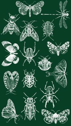 a bunch of bugs and moths on a green background