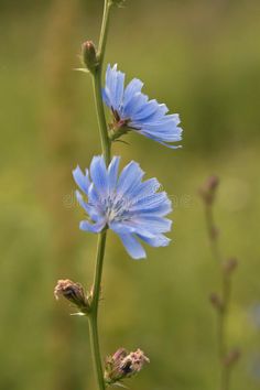 a blue flower with long stems in the foreground and blurry background royalty image