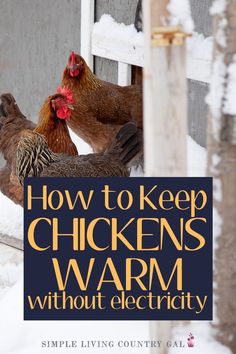 two chickens standing next to each other with the words how to keep chickens warm without electricity