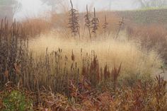 the grass is blowing in the wind on a foggy day