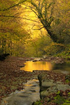 a river running through a forest filled with lots of leaf covered rocks and trees in the background