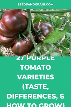 tomatoes growing on the vine with text overlay that reads, how to grow purple tomato varieties