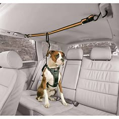 a brown and white dog sitting in the back seat of a car on a leash