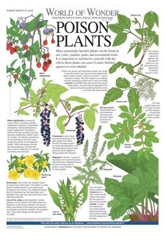 the world of wonder poisona plants is featured in this magazine, which features an illustration of various types of flowers