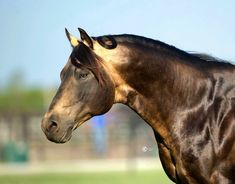 a brown horse standing on top of a lush green field