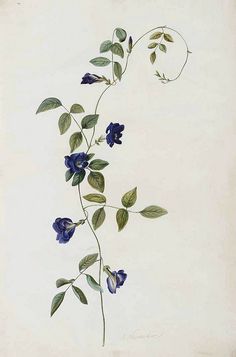 blue flowers and green leaves on a white background