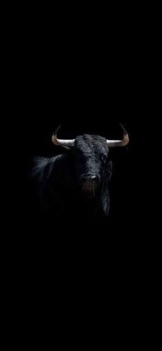 a black bull with long horns standing in the dark, looking to its left side