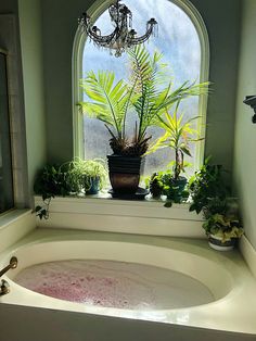 a bathtub filled with water next to a window and potted plants in front of it