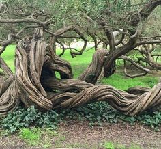 an old tree that has been bent over and twisted to the side with vines growing out of it