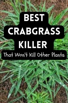 crabgrass killer How To Kill Crabgrass In Lawn, Leveling Yard, Kill Grass, Common Lawn Weeds, Kill Weeds