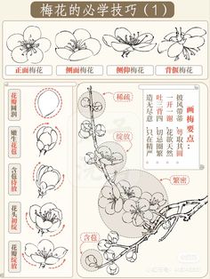 the instructions for how to draw flowers and leaves in chinese writing, with pictures on each side