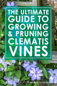 the ultimate guide to growing and pruning clematis vines with text overlay