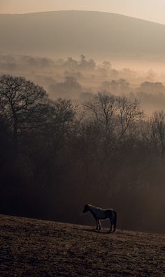 a horse standing on top of a dry grass field next to trees and hills in the distance