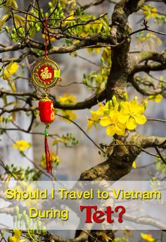 the words should i travel to vietnam during tet? are displayed in front of a tree with yellow flowers