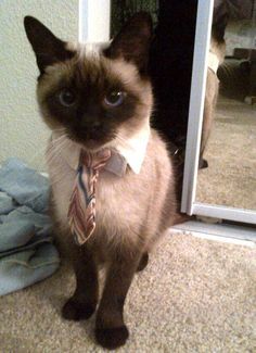 a siamese cat wearing a tie standing in front of a mirror