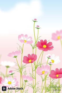 pink and white flowers with sky in the background