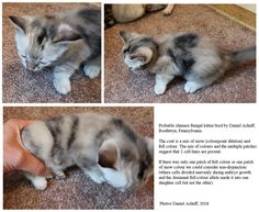 the kitten is playing with his owner's hand on the carpet, and then trying to touch it