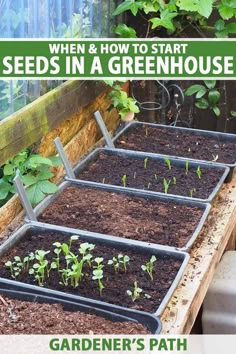 several trays filled with plants and dirt in the middle of a garden path, with text overlay reading when & how to start seeds in a greenhouse