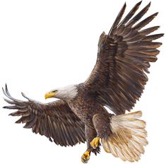 an eagle flying in the air with its wings spread