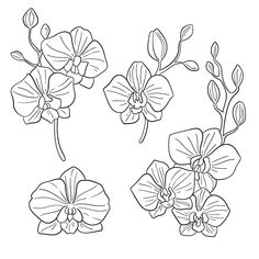 four flowers with leaves and stems in black and white