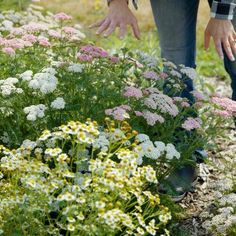 a person standing in front of flowers and plants with their hands on the flower bed