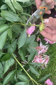 What To Do With Your Peony Bushes After They Bloom - Peony Care 101! Peony Bushes, Perennial Bushes, Potted Plants Patio, Peony Care, Peony Bush, Planting Peonies, Ferns Garden, Summer Flowers Garden, Shade Garden Plants