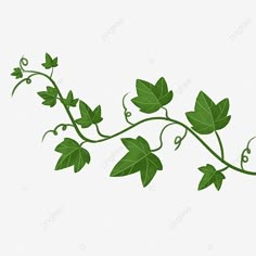 green vine with leaves on white background