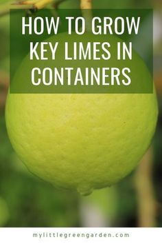 an orange hanging from a tree with the words how to grow key limes in containers