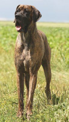 a large brown dog standing on top of a lush green field