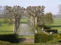 an image of a garden setting with steps leading to trees and bushes in the background