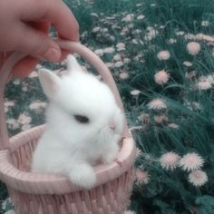 a small white rabbit sitting in a pink basket