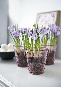 purple flowers are in small glass vases on the counter