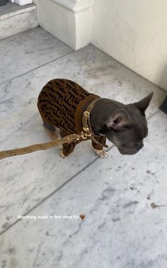 a small dog wearing a sweater and leash