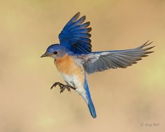 a small blue bird flying through the air with it's wings spread wide open