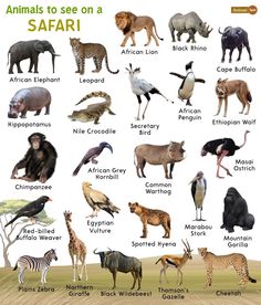 an image of different types of animals on a map with caption in english and spanish